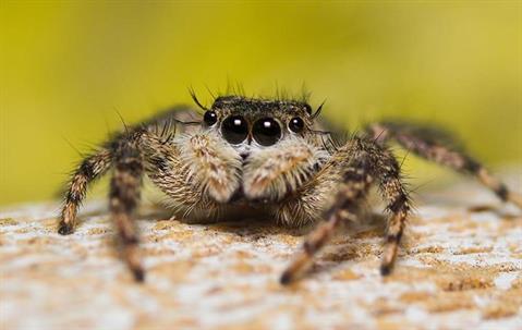 Blog - Spring Cleaning For Spiders & Other Pests On Turks & Caicos